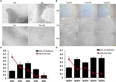 Generation of Transgenic Cloned Buffalo Embryos Harboring the EGFP Gene in the Y Chromosome Using CRISPR/Cas9-Mediated Targeted Integration